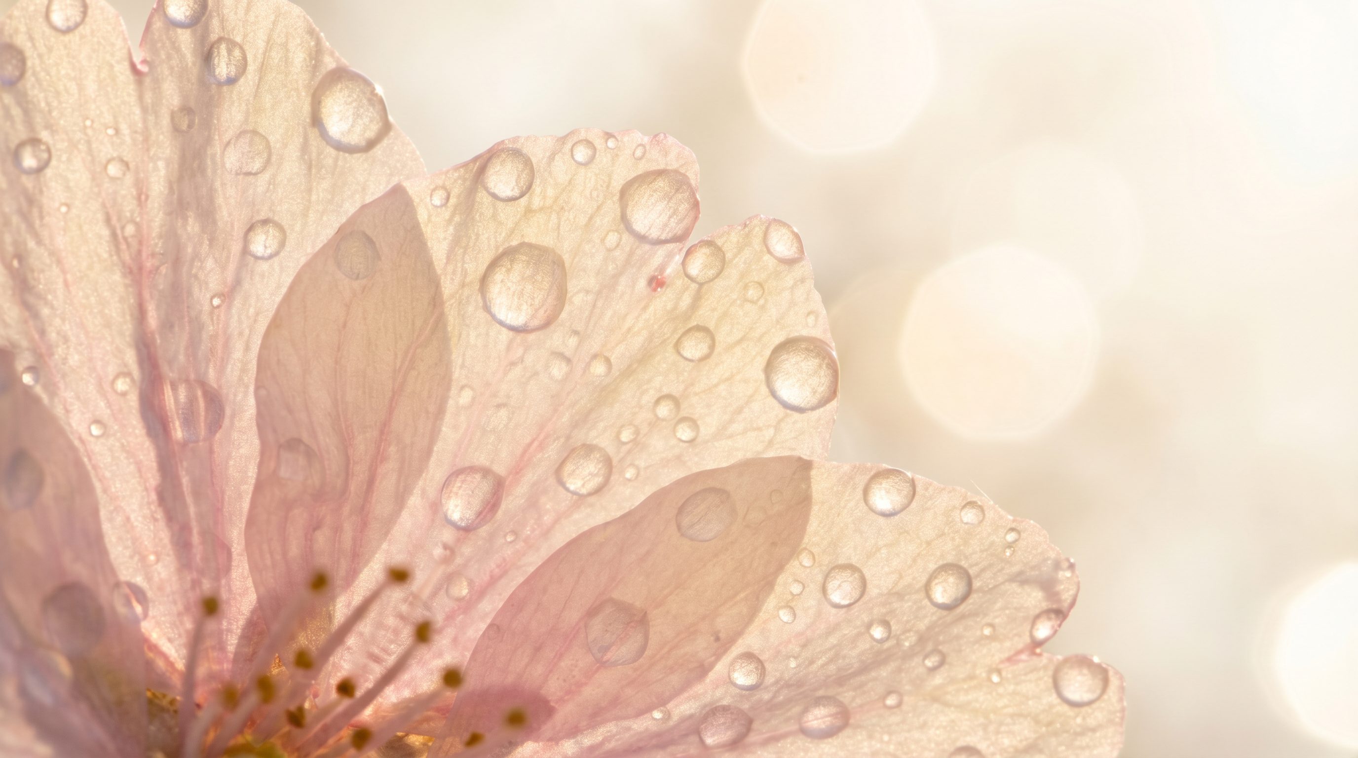 Sakura NMN+ — sakura petals close-up
